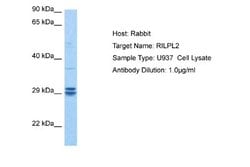 RILPL2 Rabbit anti-Human, Polyclonal, Novus Biologicals 0.1ml; Unconjugated:Antibodies,